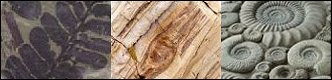Fossil Leaf, Petrified Wood, Ammonites